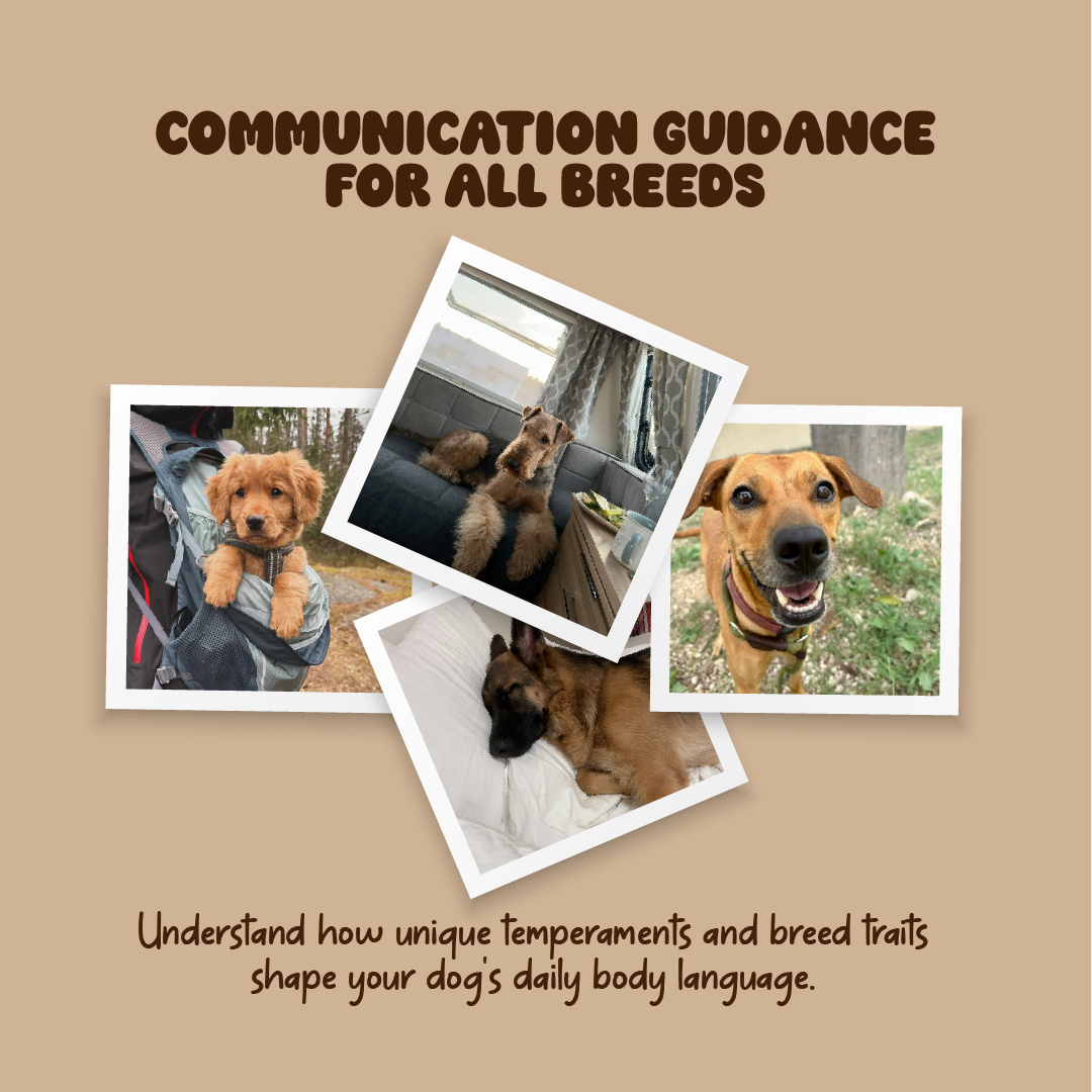 Barking Dog – The Essential Guide to Understanding Your Dog