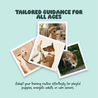Sit & Stay – 10 Commands Every Dog Should Know