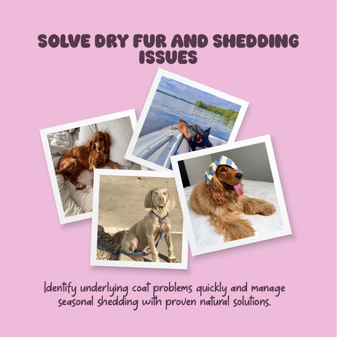 Shiny Coat – Complete Guide to a Glossy, Healthy Coat