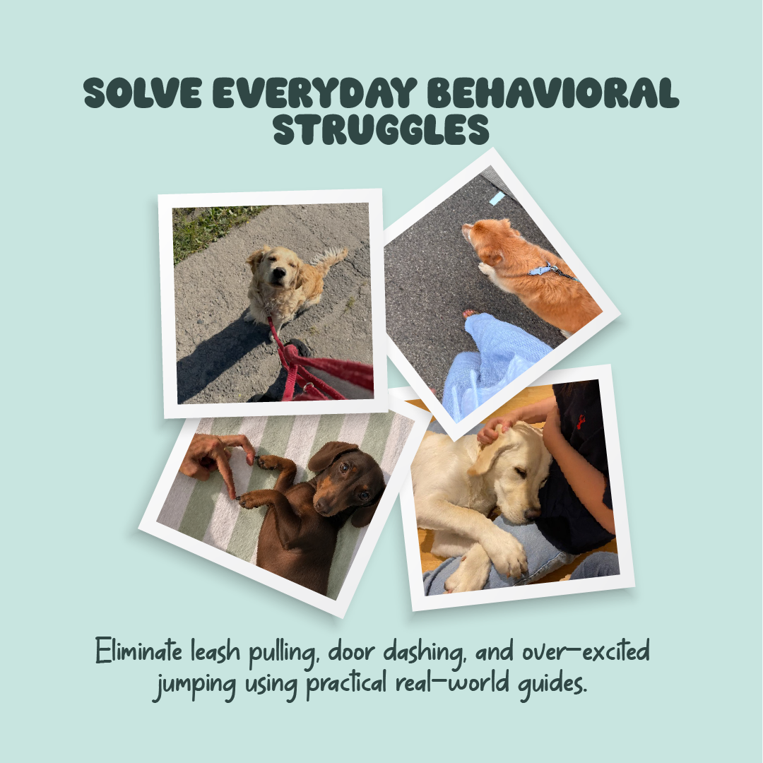 Sit & Stay – 10 Commands Every Dog Should Know