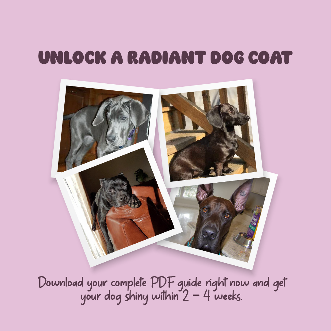 Shiny Coat – Complete Guide to a Glossy, Healthy Coat
